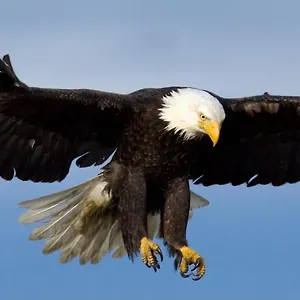 Eagles Land Appartement